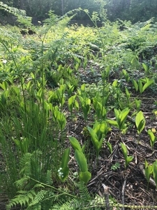 Участок в Киеве,  Оболонский район,  Шевченко площадь,  Петровский переулок #1623077