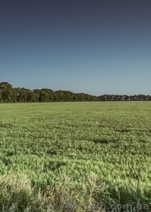 Фасадный участок 2, 5 га,  9 га Клеверный мост трасса Одесса - Киев. #1624398