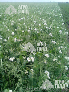 Семена озимого гороха сорт «НС Мороз» - зерновой ультраранний = 6, 2т/г #1623401