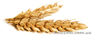 Дорого куплю ячмень #1622227
