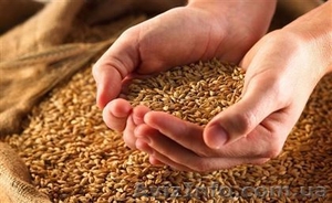 Дорого купуємо ячмінь у виробника #1622799