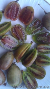  Актинидия Лакомка В КОНТЕЙНЕРЕ 2 года #1074858