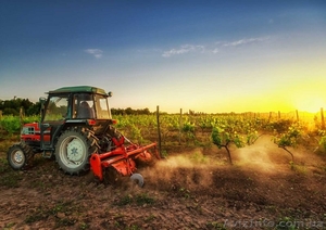 Дорого и постоянно закупаем зерновые и масличные культуры #1623376