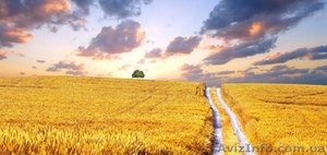 Покупаем зерновые,  масличные культуры,  дорого #1623561