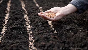  Производим закупку зерновых и масличных,  цена высокая #1622503