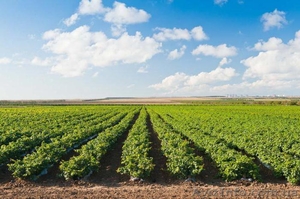 Купуємо пшеницю, ріпак, сою, кукурудзу, насіння соняшника, ячмінь #1623063