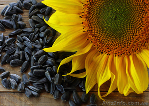 Куплю семечку подсолнуха по высокой цене #1622088