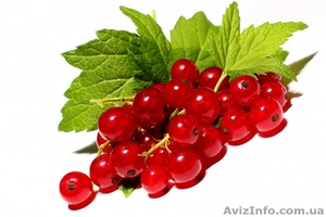 Куплю ягоди смородини і порічки,  закупка смородини гуртом #1623186