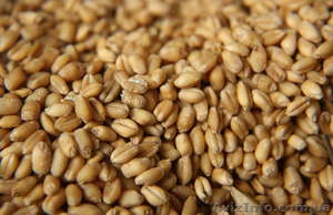 Покупаем пшеницу 2, 3, 6 класса дорого #1622085