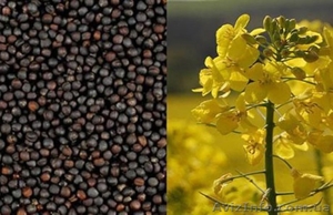 Купим рапс от производителя,  дорого #1622231