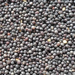 Куплю ріпак по високій ціні,  вся Україна #1622802