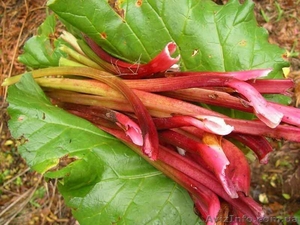 Продам саженцы ревеня Лидер,  корневища румбамбаров #1622746