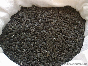  Любыми объемами купим семечку,  дорого #1622228