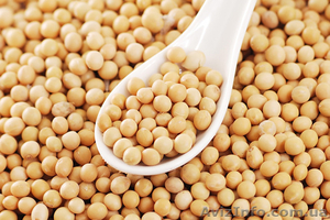 Покупка сои от 100 тонн,  вся Украина #1622230