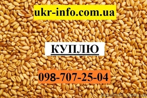 Пшеница. Куплю. #1626826