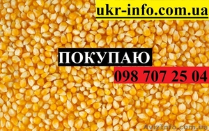 Покупаем кукурузу от 1 тонны. #1626827