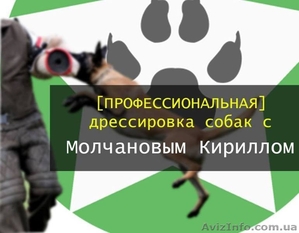 Профессиональная дрессировка собак в Николаеве #1625589