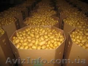 Тара под яблоко, перец, капусту, картошку, чеснок, лук, буряк  #1626501