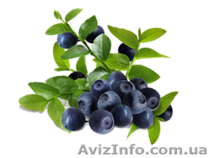 Чорничне варення для дітей та дорослих #1627894