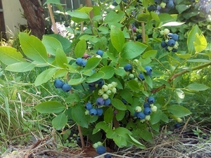 Продам голубику размер средний #1626198