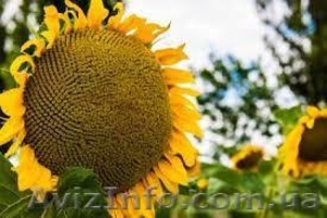 Кондитерский подсолнечник Лакомка #1625908