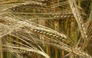 Продам ячмень 3 класса #1626234