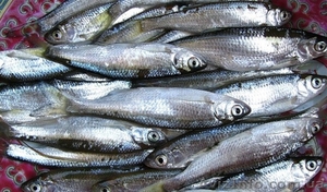 Продам оптом верховодку (себель). Доставка по договоренности. #1625834