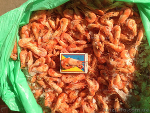 Отсев креветка мелкая черноморская #1631124