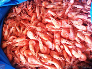 Креветка мелкая наша черноморская #1631132