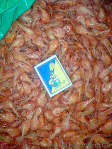 Креветка черноморская мелкая,  крупная. #1631136