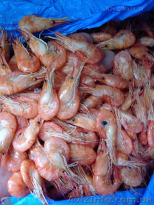 Креветка черноморская,  азовская. #1631139