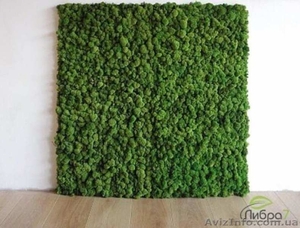 Стабилизированный мох опт,  проэкты и рощница #1629390