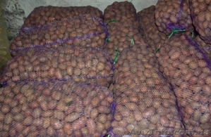 Продам картофель оптом 2017 г. от производителя Черниговская обл. 2.50 грн/кг #1628886