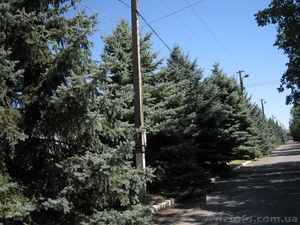 продам ель голубую, ель обыкновенную #1629671