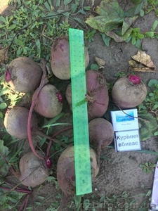 Продам буряк, Моника, опт #1629879