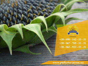 Семена подсолнечника Солтан / Насіння соняшника Солтан #1588892