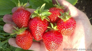 Купить рассаду клубники #1633455