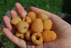 Саженцы малины Черкассы #1632291