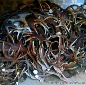 Куплю рога,  бивни,  зубы,  дорого #1632980