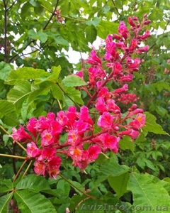 Красный каштан Aesculus carnea у Вашего дома #1632282