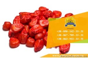 Семена кукурузы / Насіння кукурудзи Дніпровський 181 СВ від ПБФ «Колос» #1632334