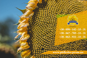 Семена подсолнечника / Насіння соняшника Базальт #1588881