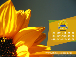 Семена подсолнечника / Рекольд - насіння соняшника #1588893