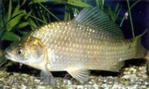 Продам карась оптом. #1633977