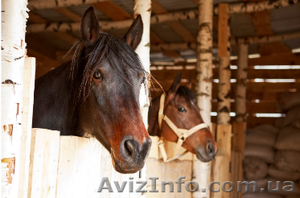 Работа с лошадьми (Польша) #1632035