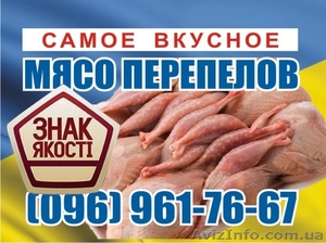 Свежайшее мясо перепелов #1602366
