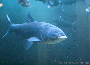 Продам карась,  короп,  толстолоб. Опт. #1632302