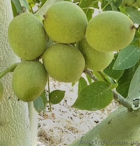 саженцы ореха (разные сорта) #1632269