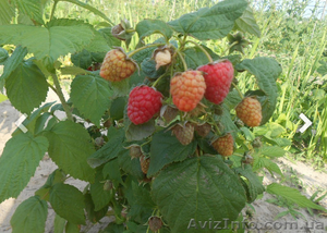 Рассада клубники 2 грн. #1636480