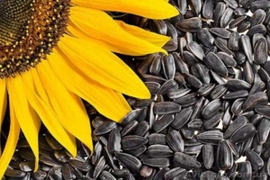 Куплю семечку дорого – 6 грн. за кг,  Полтава #1635741